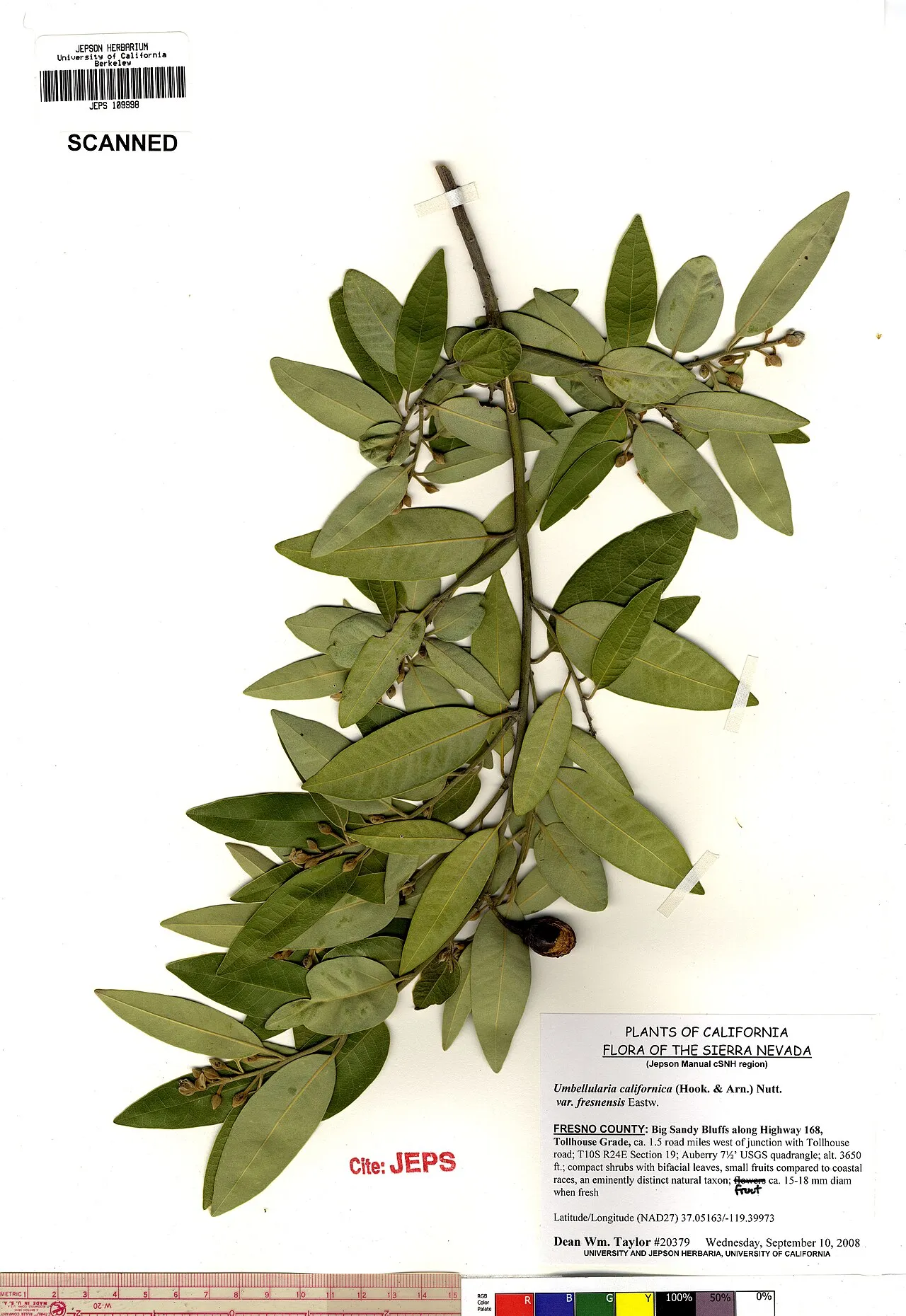 California Laurel (var. fresnensis) — photo by Dean Wm. Taylor