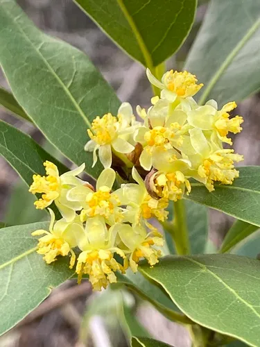 California Laurel — photo by Andrea Wuenschel