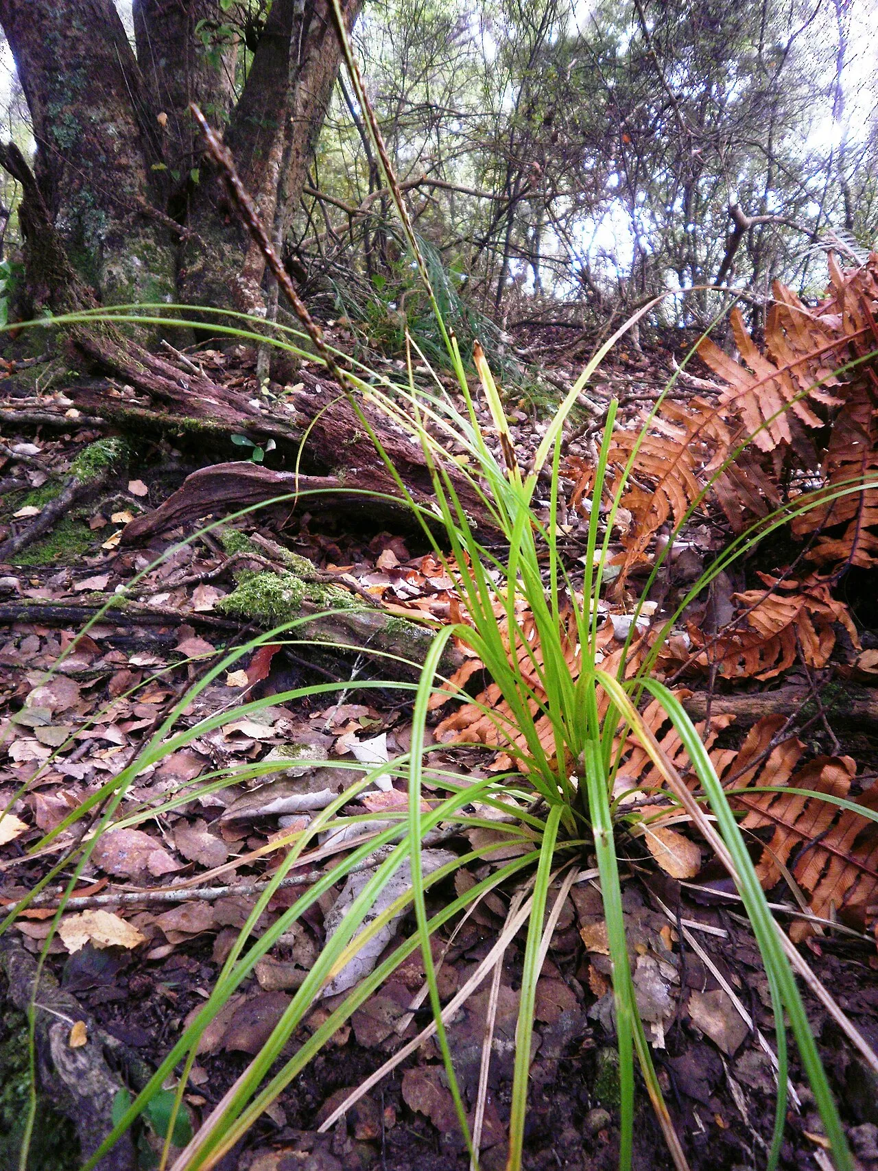 Hawai'i Birdcatching Sedge