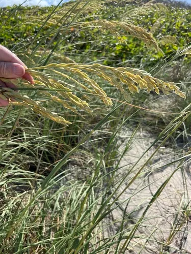 Seaoats — photo by James K. Wetterer
