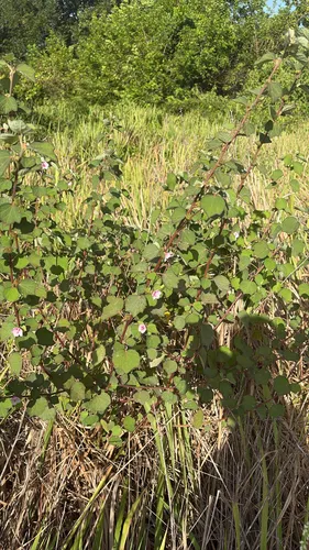 Caesarweed