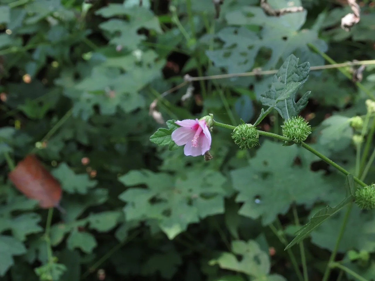 Bur Mallow