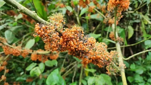 Flameberry
