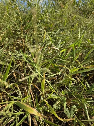 Dominican Signalgrass