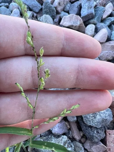 Arizona Signalgrass