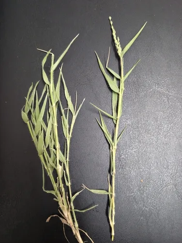 Fringed Signalgrass
