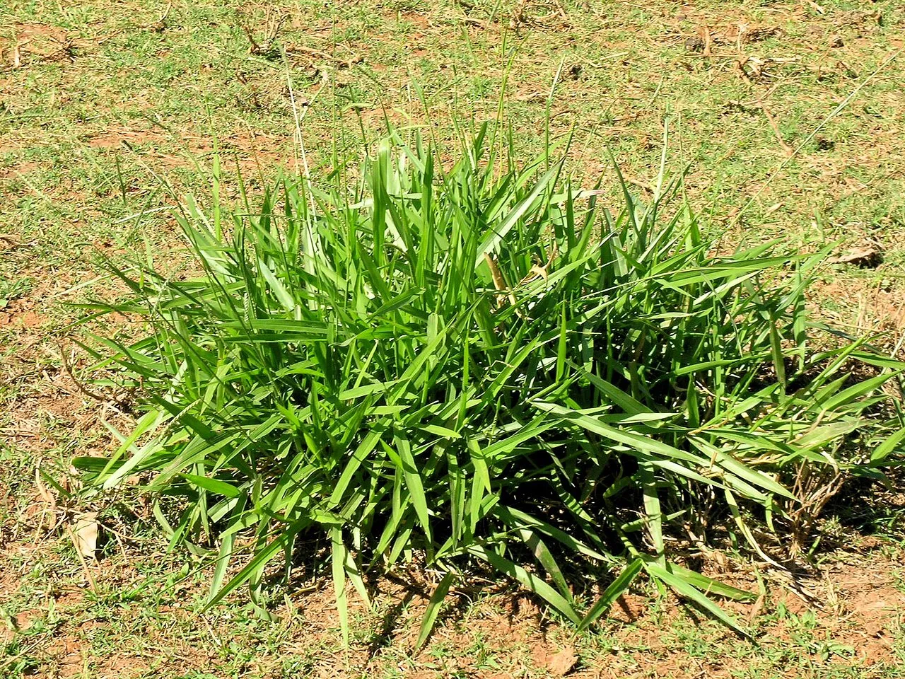 Spreading Liverseed Grass — photo by Harry Rose from South West Rocks, Australia