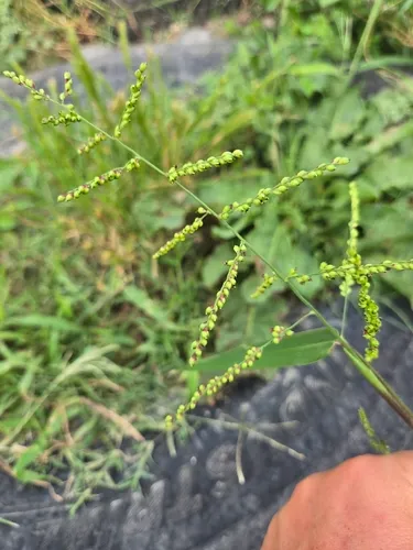Browntop Signalgrass