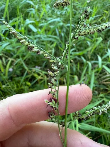 Para Grass — photo by ryanthughes