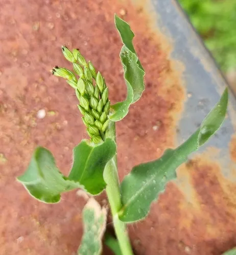 Panic Liverseed Grass — photo by Deb