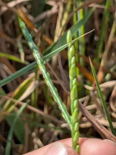 Broadleaf Signalgrass