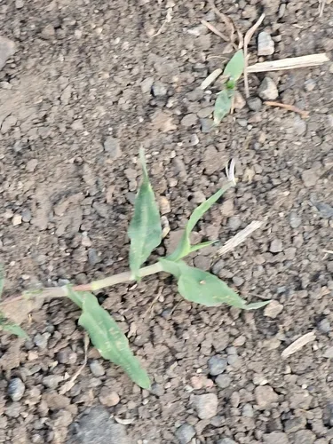 Sprawling Signalgrass