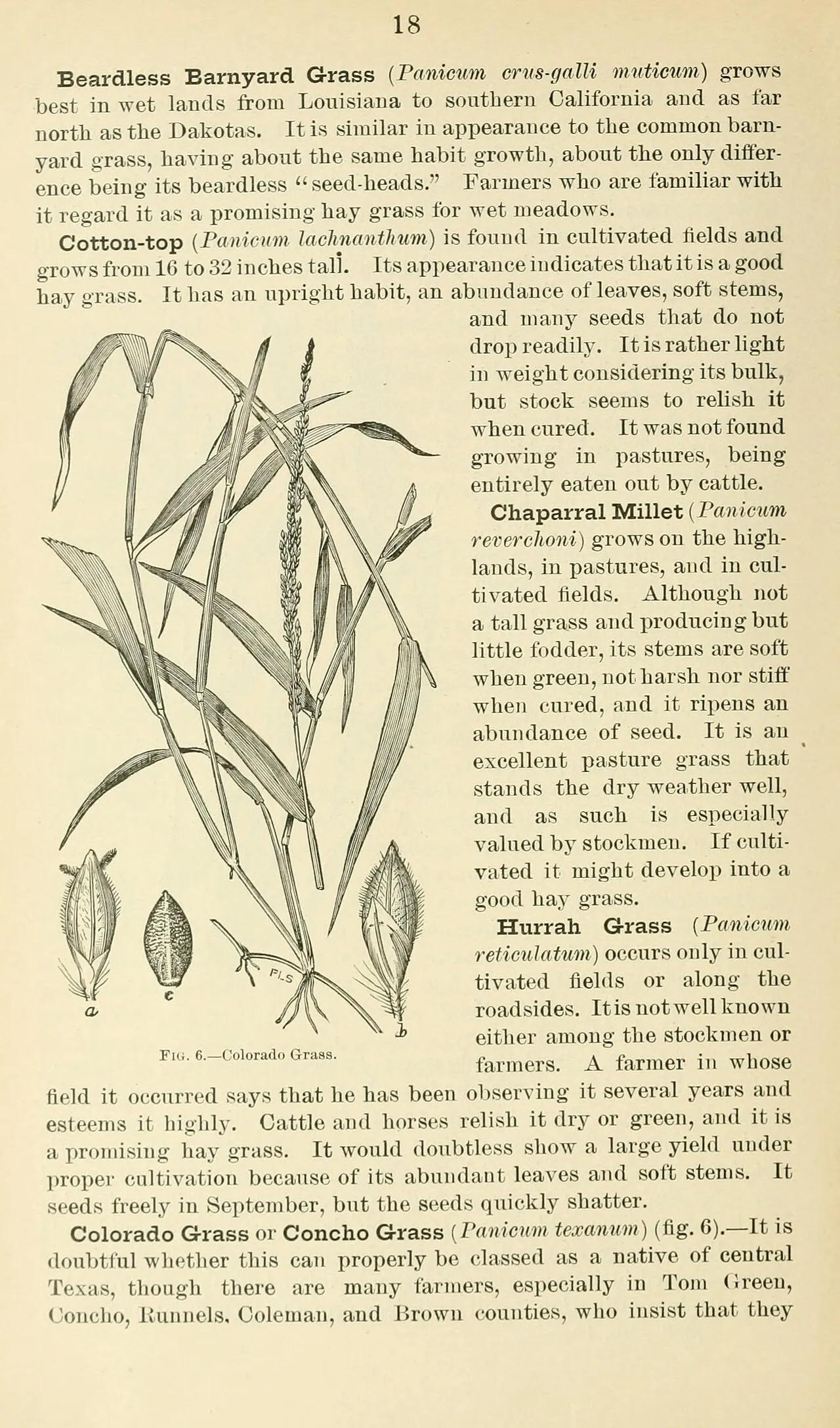 Texas Signalgrass — photo by United States.