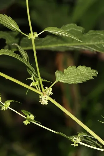 Heartleaf Nettle
