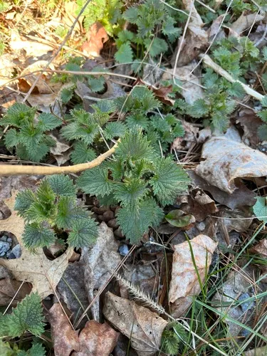 Stinging Nettle