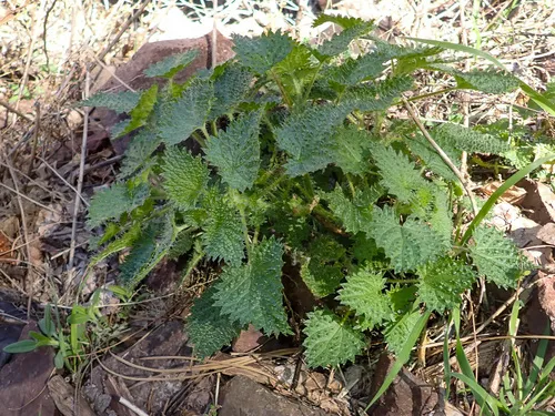 Mountain Nettle