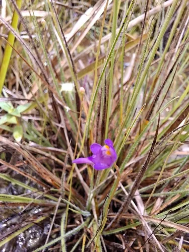 Florida Purple Bladderwort