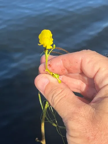 Florida Yellow Bladderwort