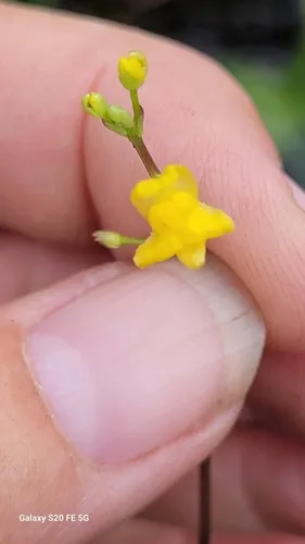 Hiddenfruit Bladderwort