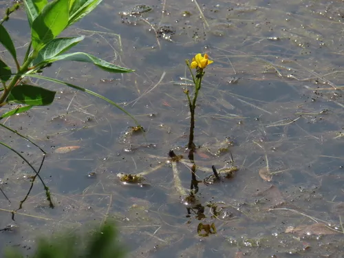 Swollen Bladderwort