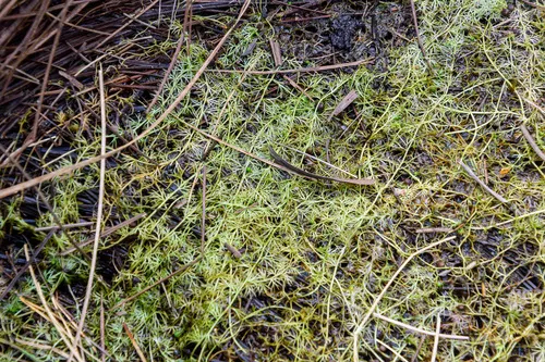 Flatleaf Bladderwort