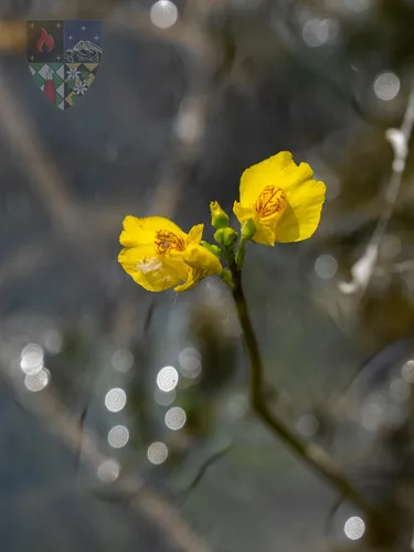 Common Bladderwort
