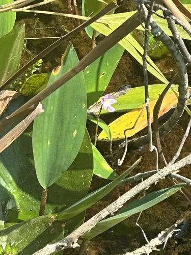 Eastern Purple Bladderwort
