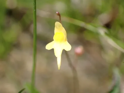 Tiny Bladderwort — photo by Julien Piolain