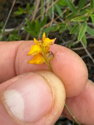 Fringed Bladderwort