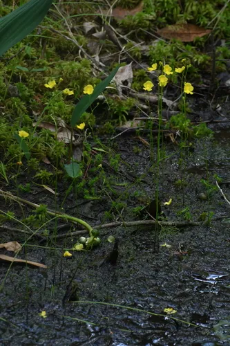 Striped Bladderwort — photo by gman122