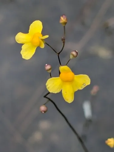 Zigzag Bladderwort — photo by luzluz