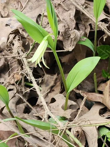 Florida Bellwort