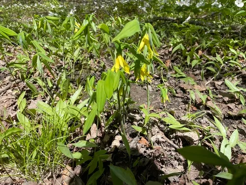 Largeflower Bellwort