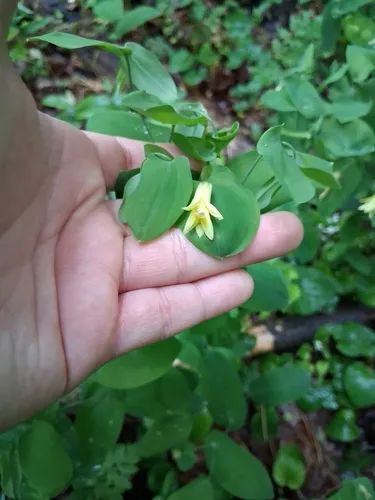 Perfoliate Bellwort
