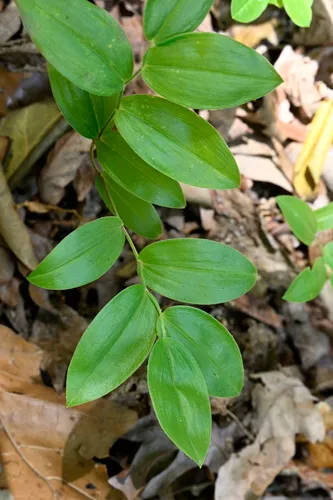 Mountain Bellwort — photo by Keith Bradley