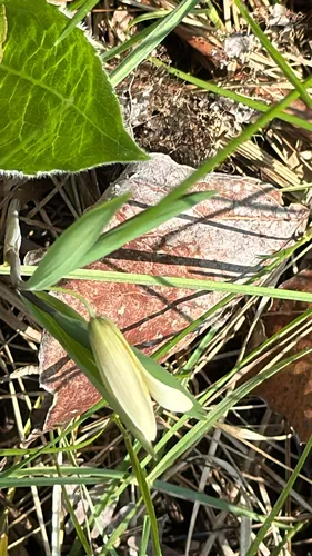 Sessileleaf Bellwort
