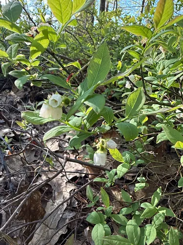 Lowbush Blueberry