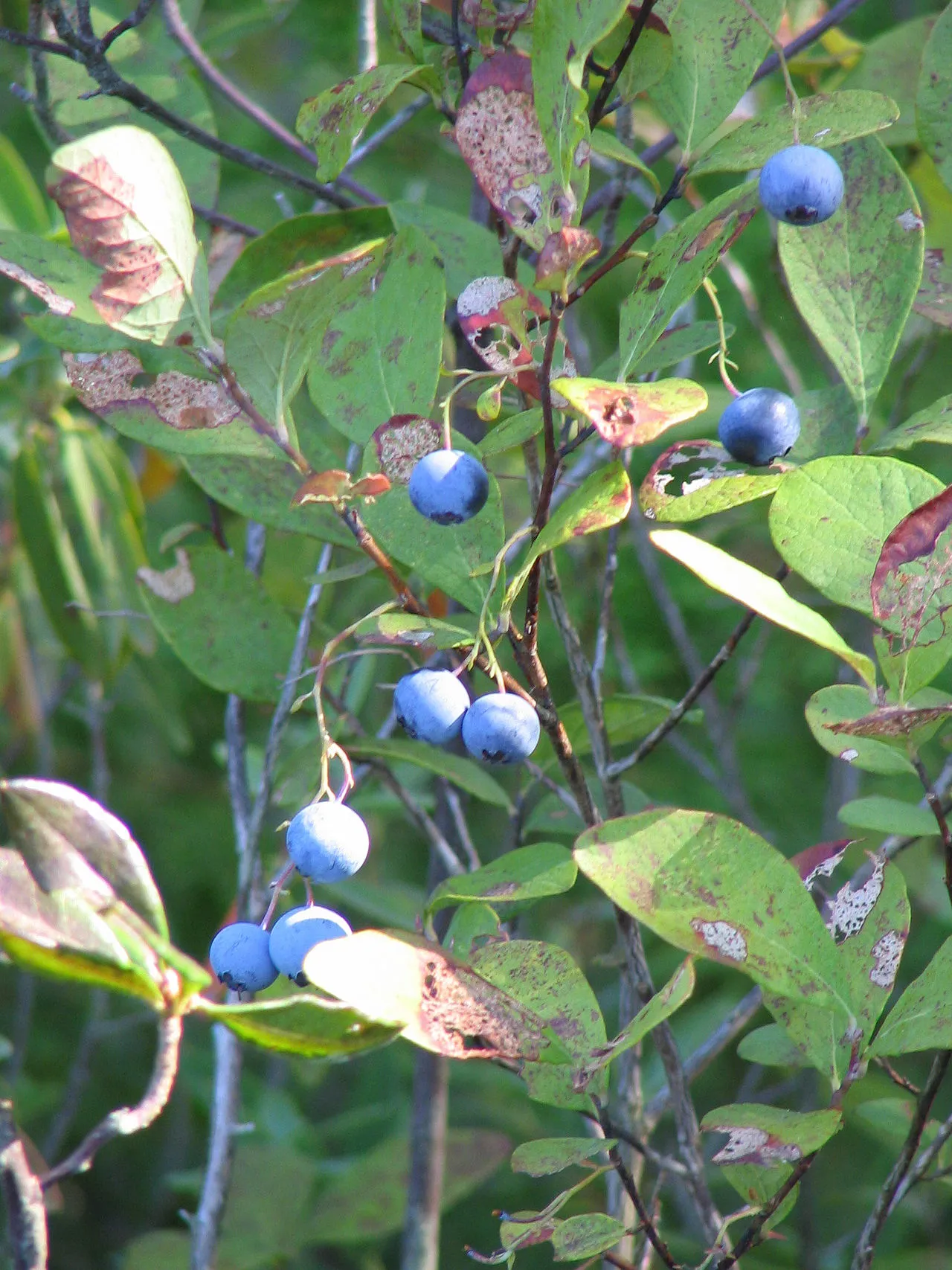 New Jersey Blueberry — photo by Mwanner at English Wikipedia