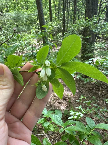 Highbush Blueberry