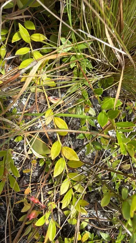 Creeping Blueberry (subsp. sempervirens) — photo by Tim Martin