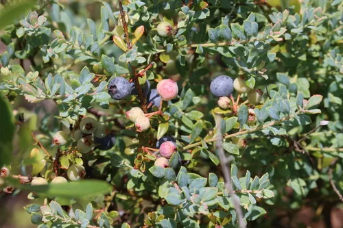 Darrow's Blueberry — photo by LW Ridge
