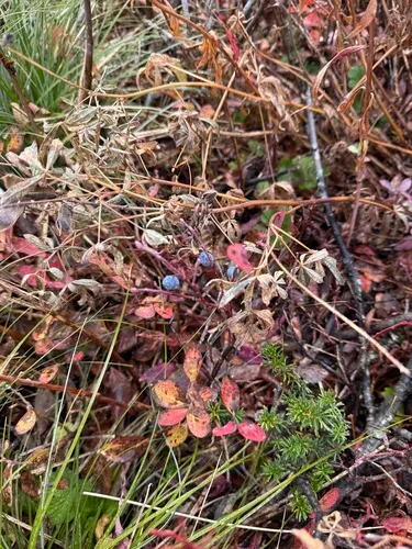 Cascade Bilberry — photo by Zac Cota