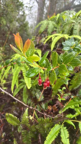 Ohelo
