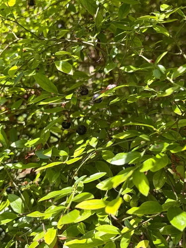 Elliott's Blueberry