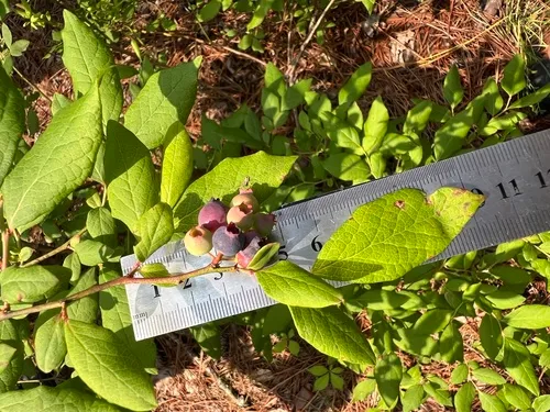 Southern Blueberry — photo by Anne Parker