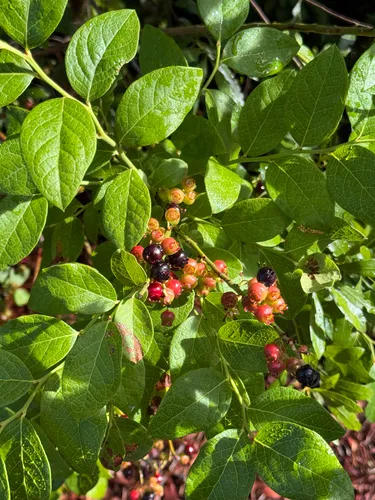 Black Highbush Blueberry