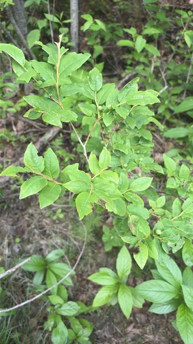 Thinleaf Huckleberry