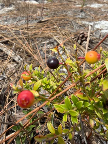 Shiny Blueberry — photo by Fenn