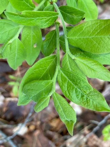 Velvetleaf Huckleberry