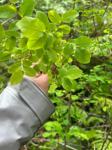 Oval-leaf Blueberry